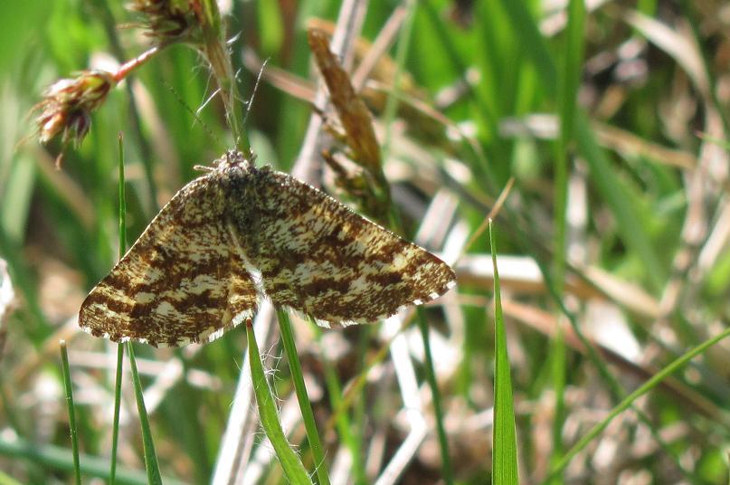 Ematurga atomaria